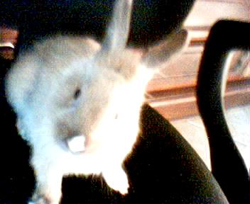 mon petit lapin