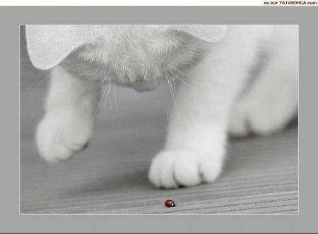 chat et coccinelle 