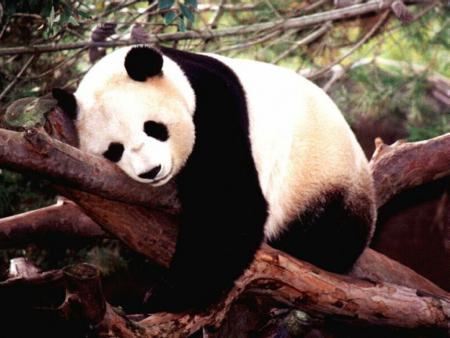pandi panda .............