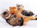 les 3 petits chats