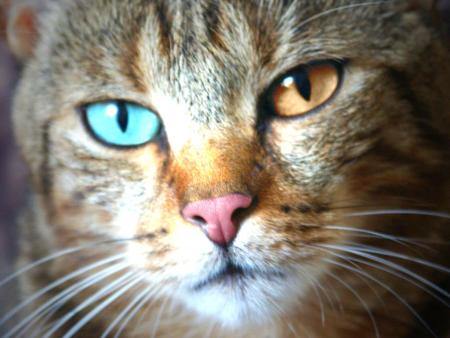 le regard qui tue