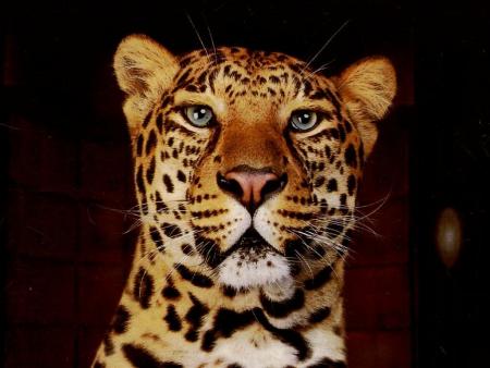 miaouuuuuuuuu !!!